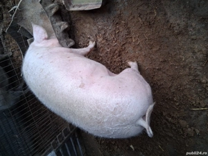 Porci de tara  - imagine 2