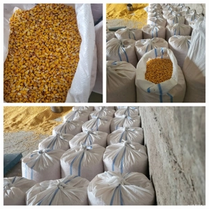 porumb. boabe. livrare gratuita 