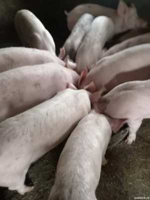 Purcei si porci - imagine 2