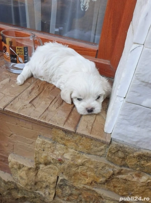 pui de bichon maltez