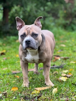 American Bully mascul, 2 ani   disponibil pentru reproducere - imagine 2