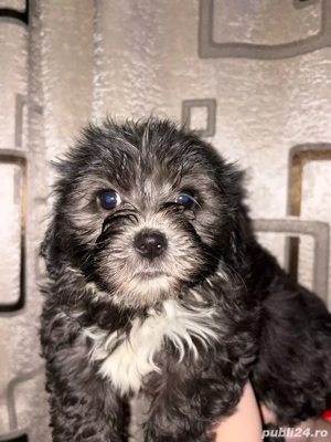 Vand bishon maltez  - imagine 4