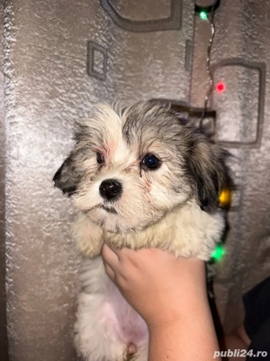 Vand bishon maltez  - imagine 2