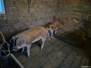 Porc de vanzare  - imagine 2