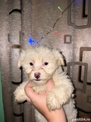 Vand bishon maltez  - imagine 3