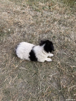 de vanzare bichon  - imagine 4