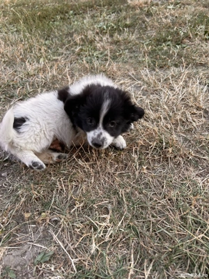 de vanzare bichon  - imagine 3