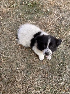 de vanzare bichon  - imagine 2