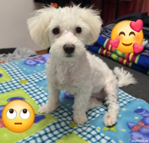 Bichon Maltez,fetiță