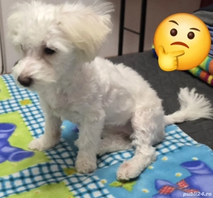Bichon Maltez,fetiță - imagine 2
