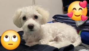 Bichon Maltez,fetiță - imagine 3