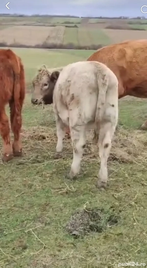 Vand 7 vitei  - imagine 2