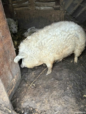 Porc Mangaliță PURĂ 100+ kg  - imagine 3