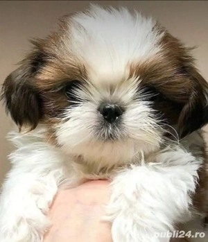 Shih-tzu talie mica 