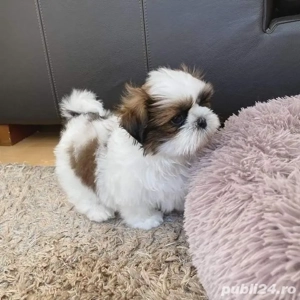 Shih-tzu talie mica  - imagine 2
