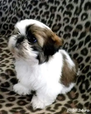 Shih-tzu talie mica 