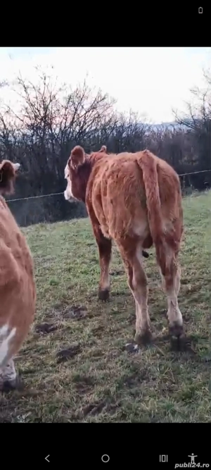 Vand 7 vitei  - imagine 4