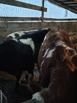 Vand 7 vitei  - imagine 3