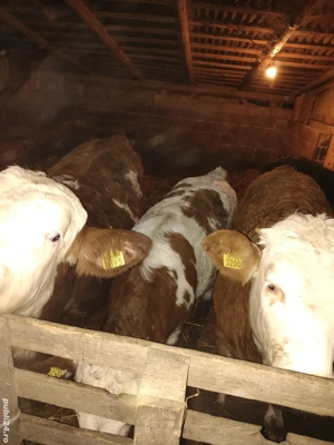 Vand 7 vitei  - imagine 5