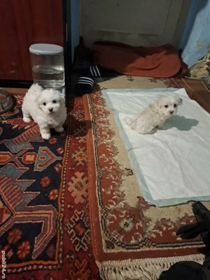 vând bichon maltez  - imagine 3