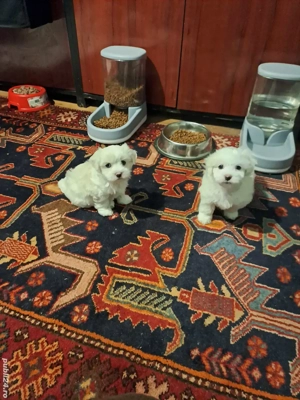 vând bichon maltez  - imagine 2