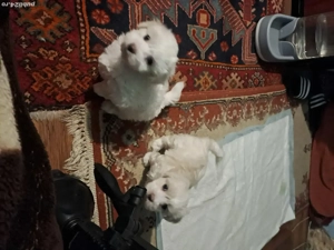 vând bichon maltez  - imagine 4