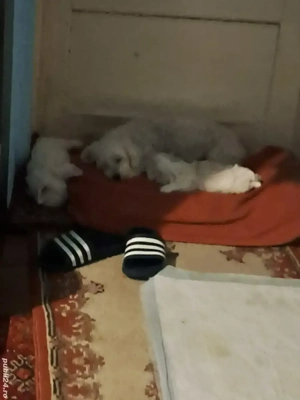 vând bichon maltez  - imagine 5