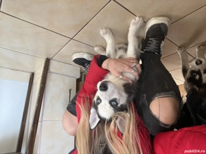 vand pui de husky 3 luni - imagine 2