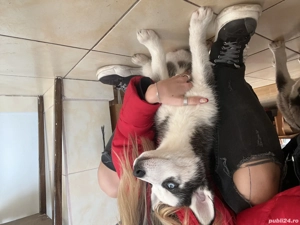 vand pui de husky 3 luni - imagine 3