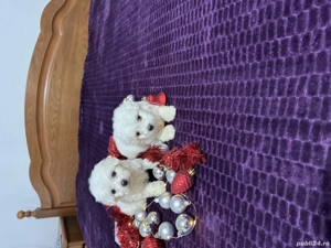 Bichon maltez baieței - imagine 2