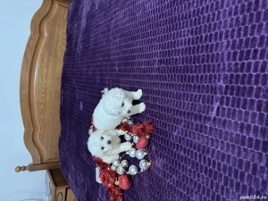 Bichon maltez baieței - imagine 3