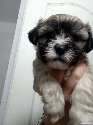 Bishoni Maltez  - imagine 3