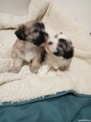 Bishoni Maltez  - imagine 5