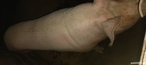 Purcea de carne de vânzare  - imagine 2