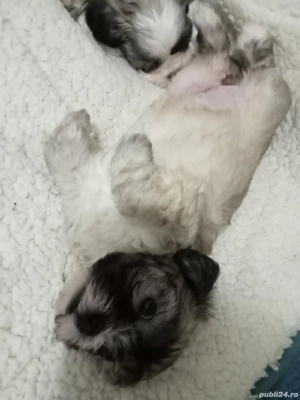 Bishoni Maltez  - imagine 4