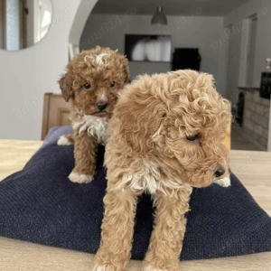 Caniche pudel roșcat apricot 