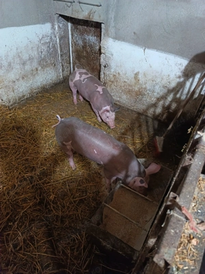 Purcei Pietrain pur - imagine 2