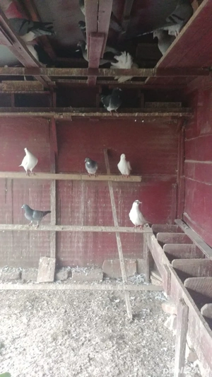 Vand porumbei mascul,femela sau pereche - imagine 2