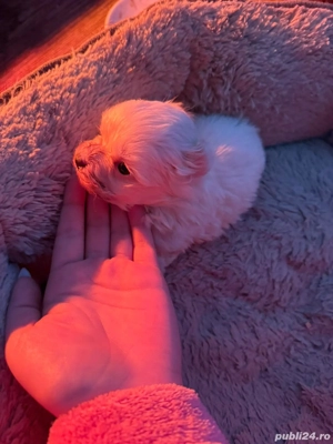 De vânzare bison maltez baietel  - imagine 4