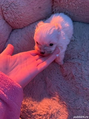 De vânzare bison maltez baietel  - imagine 3