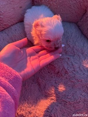 De vânzare bison maltez baietel  - imagine 5