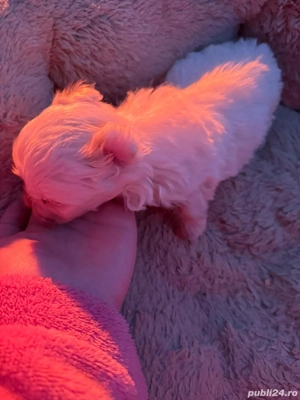 De vânzare bison maltez baietel  - imagine 2