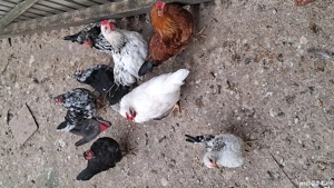 vând cocoșii piticii  - imagine 2