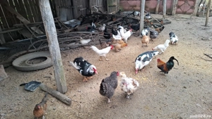 vând cocoșii piticii  - imagine 3