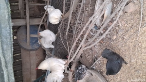 vând cocoșii piticii  - imagine 4