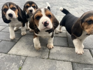 Beagle tricolor - imagine 3