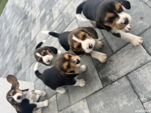 Beagle tricolor - imagine 2