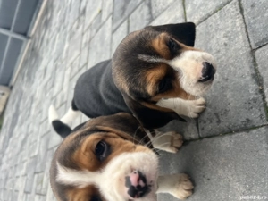 Beagle tricolor - imagine 4