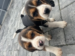 Beagle tricolor - imagine 5