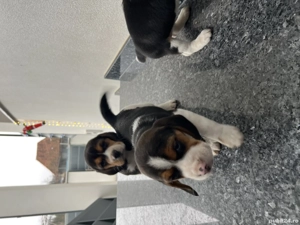 Beagle tricolor - imagine 6